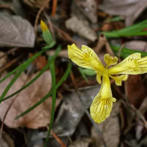Iris innominata