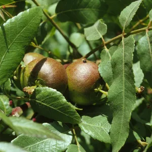 Juglans californica