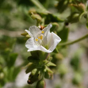 Mirabilis californica