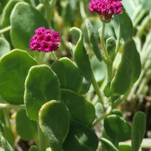 Abronia maritima