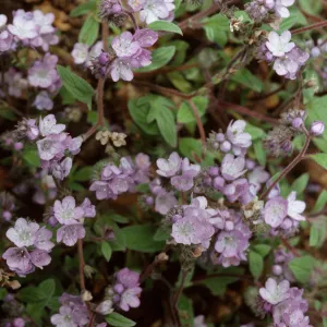 Phacelia breweri