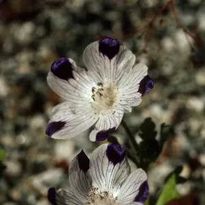 Nemophila maculata