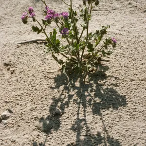 Phacelia crenulata