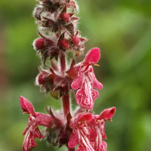 Stachys chamissonis