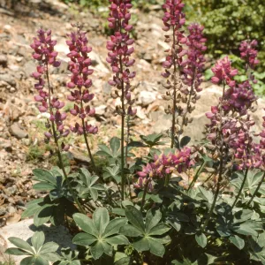 Lupinus cervinus