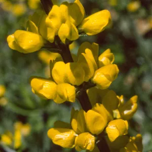 Thermopsis macrophylla