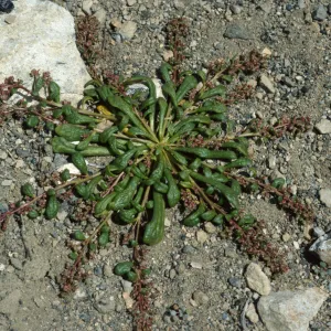 Calyptridium monandrum