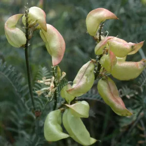 Astragalus curtipes