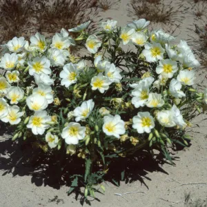 Oenothera californica