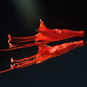 Zauschneria garrettii