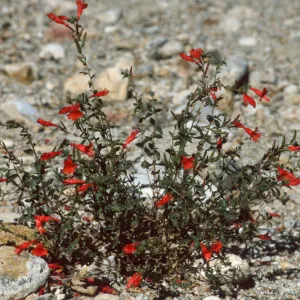 Zauschneria garrettii