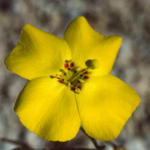 Camissonia kernensis