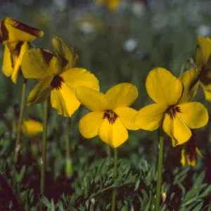 Viola douglasii