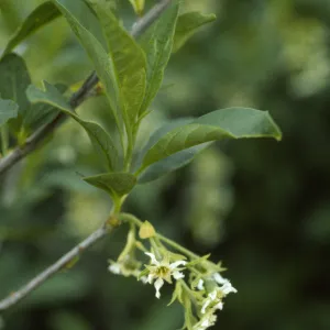 Oemleria