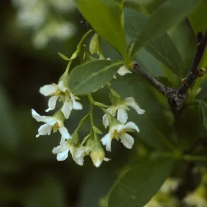 Oemleria