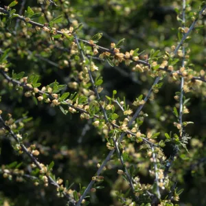Prunus fasciculata var. punctata