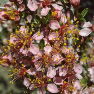 Prunus andersonii