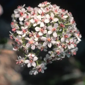Darmera peltata