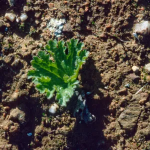 Jepsonia malvifolia