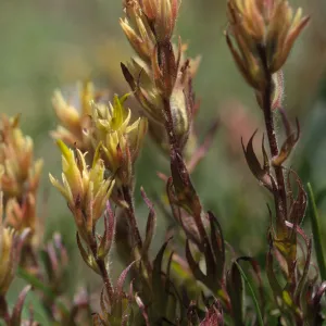 Castilleja peirsonii