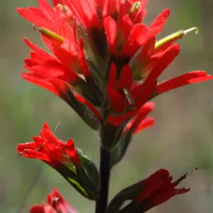 Castilleja affenis