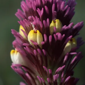 Castilleja exserta exserta
