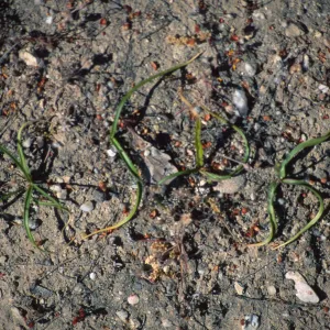 Chlorogalum purpureum purpureum