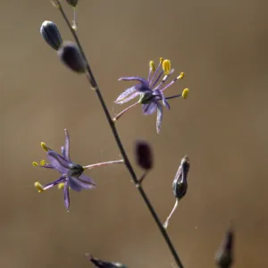 Chlorogalum purpureum purpureum