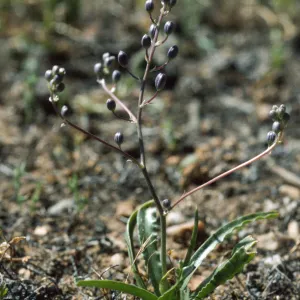 Chlorogalum purpureum reductum