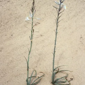 Hesperocallis undulata