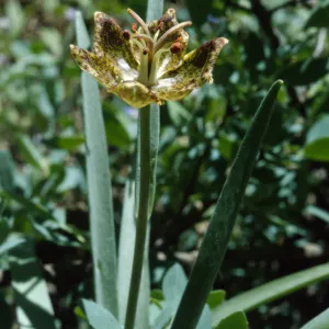 Fritillarea pinetorum