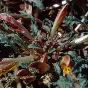 Pedicularis semibarbata