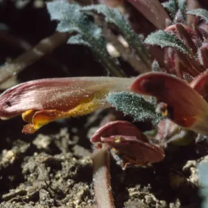 Pedicularis semibarbata