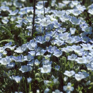 Nemophila menziesii