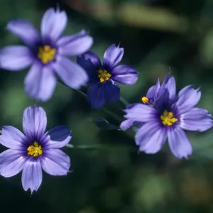 Sisyrinchrium bellum