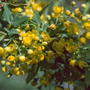 Berberis nevinii