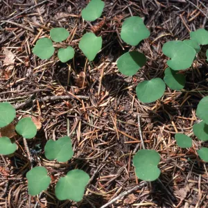 Vancouveria hexandra