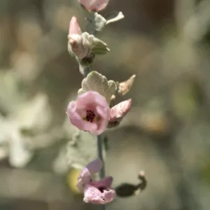 Malacothamnus jonesii