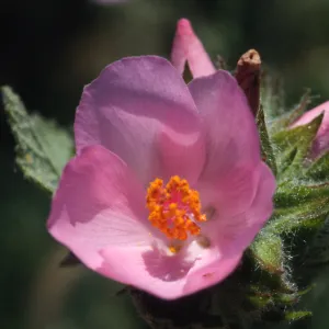 Malacothamnus palmeri lucianus