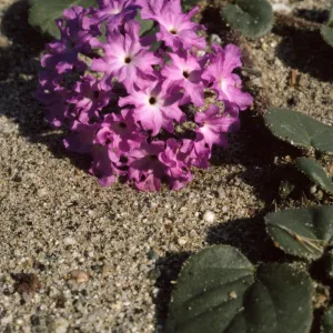 Abronia villosa