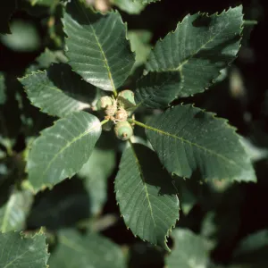 Quercus sadleriana