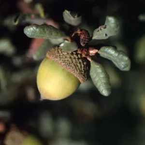 Quercus durata