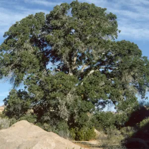 Quercus hybrid, Quercus munzii