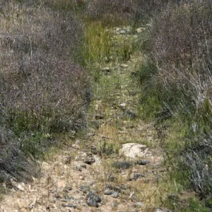 Pogogyne clareana habitat