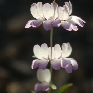 Collinsia heterophylla