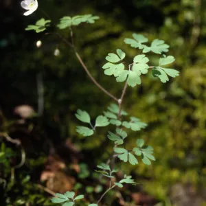 Isopyrum occidentale