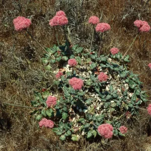 Eriogonum grande rubescens