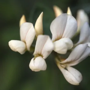 Lotus grandiforus