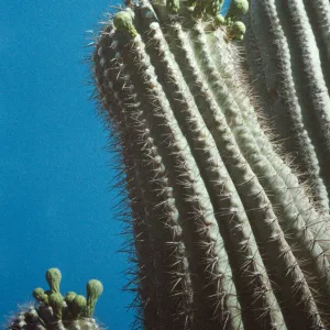 Cereus giganteus