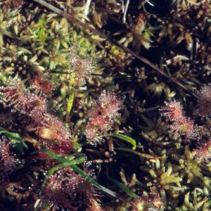 Drosera anglica